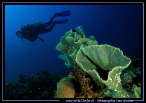 My wife Caroline diving in the clear waters on le East si... by Michel Lonfat 